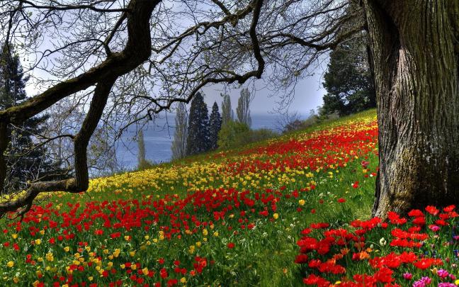 Free Flower Meadow wallpaper | 2560x1600 | #23066