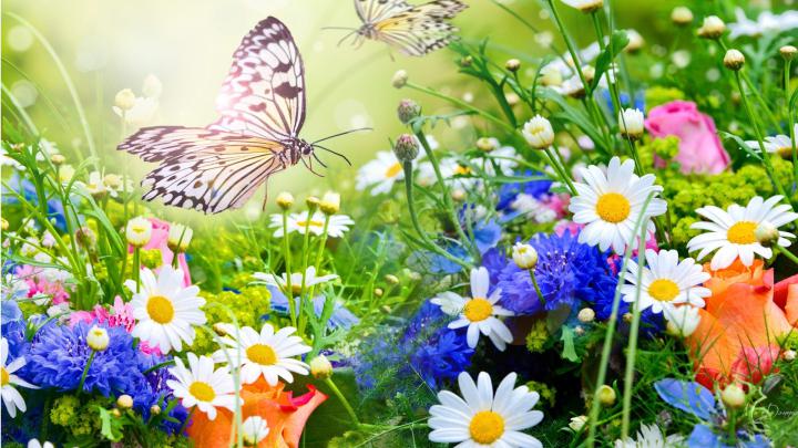 Flower Garden Backgrounds (47+ pictures)