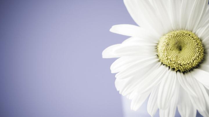 Daisy Flower Wallpaper (57+ images)