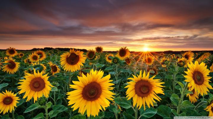 Flower Garden Background \u00b7\u2460 