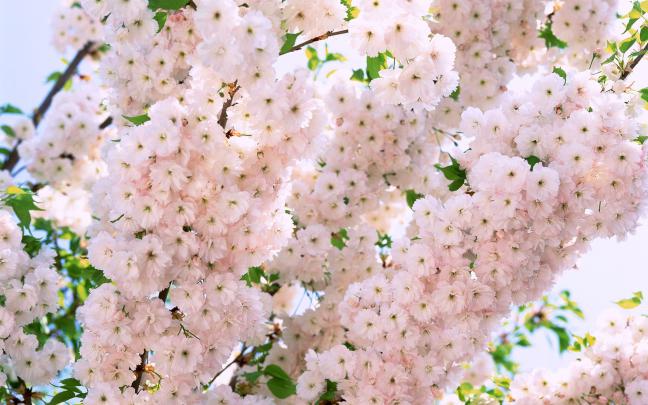 Flower background Tumblr \u00b7\u2460 Download free stunning wallpapers for 