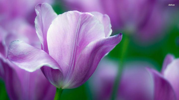 10885-violet-tulips-1920x1080-flower-wallpaper | Tulips, Purple tulips 