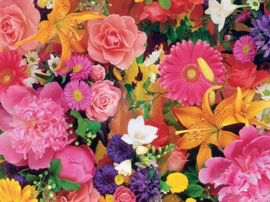 Red Flowers Background wallpaper | 1280x1024 | #7543