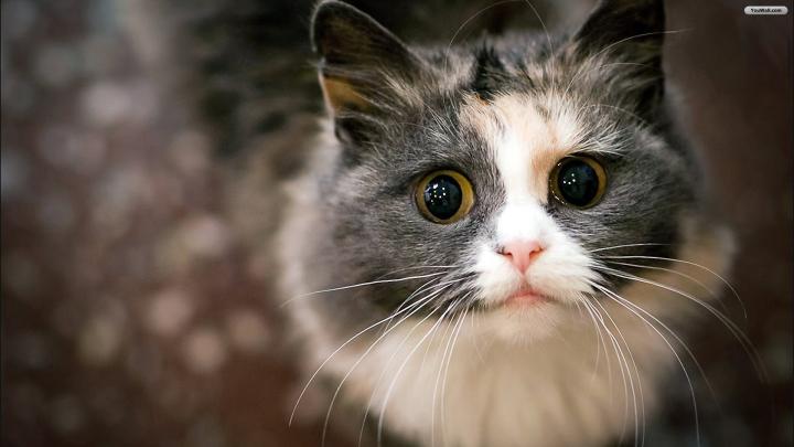 1920x1080 Cat Wallpaper (79+ images)