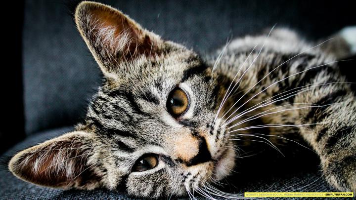 1920x1080 Cat Wallpaper (79+ images)
