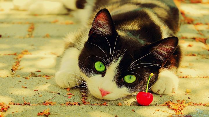 Cool Cat Backgrounds \u00b7\u2460 