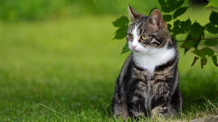 1920x1080 Wallpaper cat, grass, leaves, sit | Cats, Cat grass, Cat day