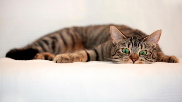 1920x1080 Wallpaper cat, tabby, eyes, surprise, lie | Cats, Cute cats 
