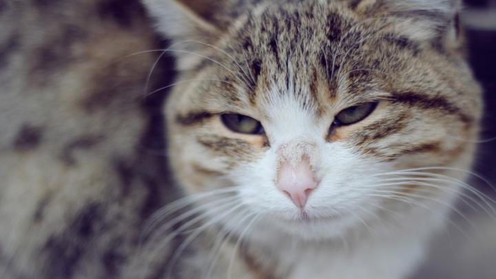 1920x1080 Cat Wallpaper (79+ images)