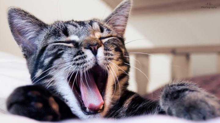 [42+] 1080P Cat Wallpaper 