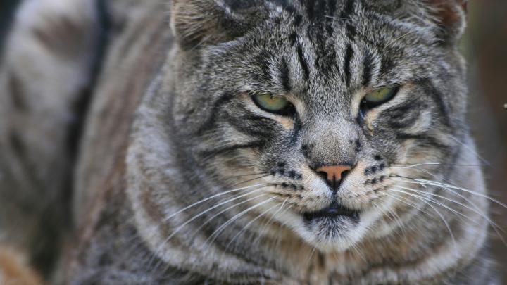 1920x1080 Cat Wallpaper (79+ images)