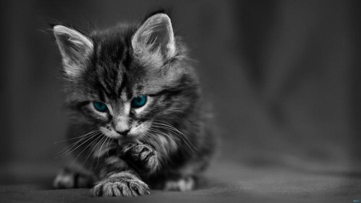 1920x1080 Cat Wallpaper (79+ images)