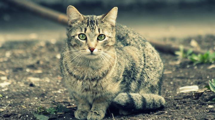 1920x1080 Cat Wallpaper (79+ images)