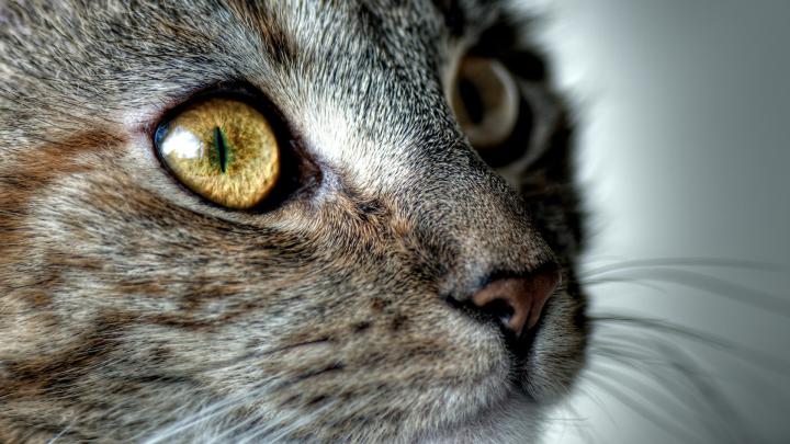 Wallpaper Cat, Face, Eyes, Surprise - Closeup Of An Animal - 1920x1080 
