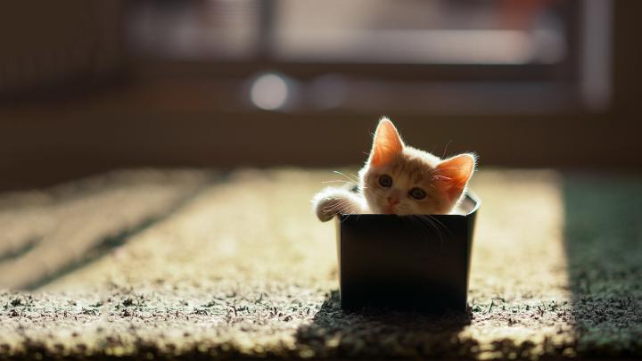HD Cat Wallpapers 1920x1080 (69+ images)