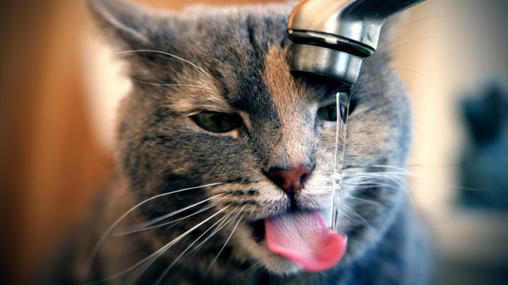 1920x1080 Cat Wallpaper (79+ images)