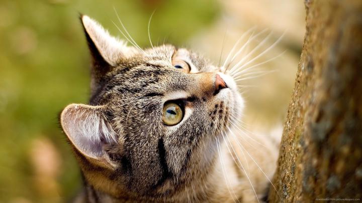 1920x1080 Cat Wallpaper (79+ images)