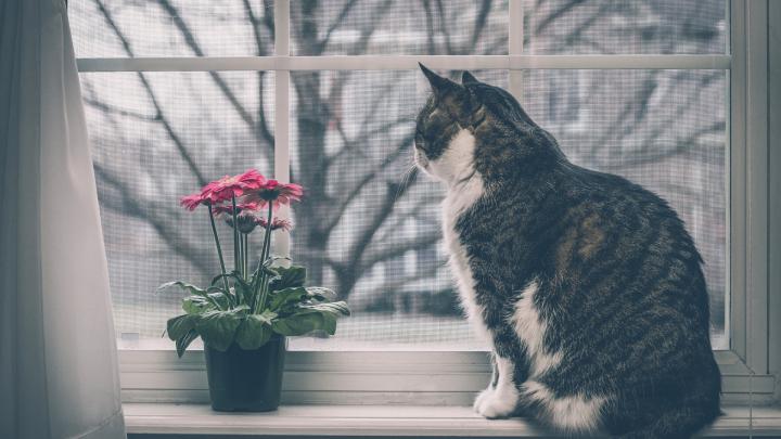 1920x1080 Cat Wallpaper (79+ images)