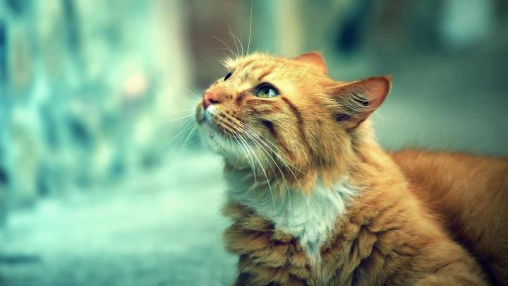 HD Cat Wallpapers 1920x1080 (69+ images)