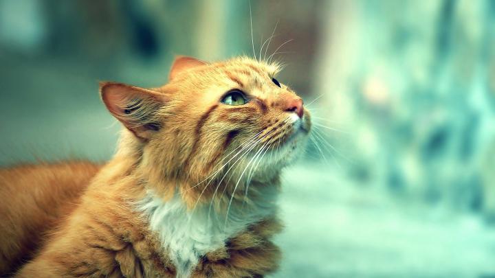 Wallpaper Cat, Face, Furry, Warm - Ginger Cat - 1920x1080 Wallpaper 
