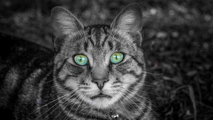 Wallpaper Cat, Face, Green-eyed, Bw, Striped - Cat Face 4k - 1920x1080 