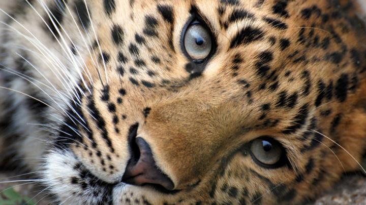 65+ HD Cat Wallpapers 1920\u00d71080