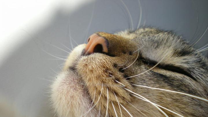 65+ HD Cat Wallpapers 1920\u00d71080