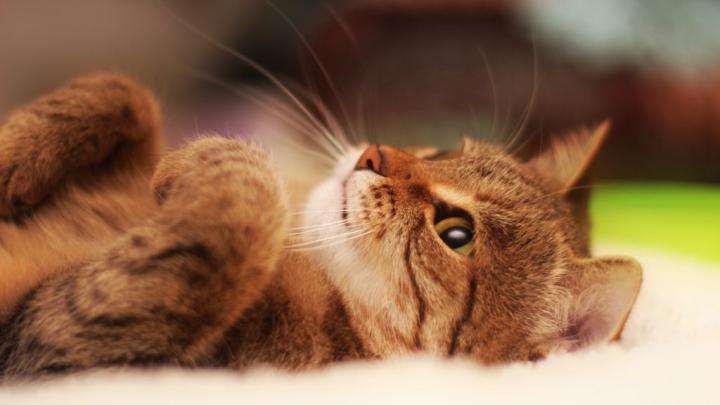 65+ HD Cat Wallpapers 1920\u00d71080