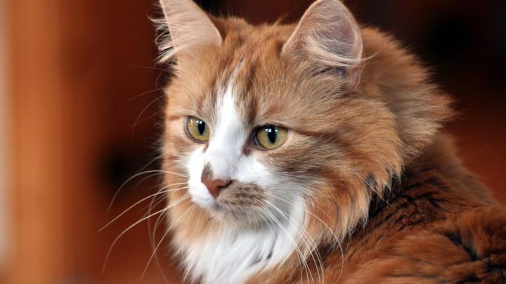 65+ HD Cat Wallpapers 1920\u00d71080