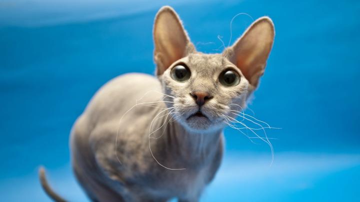 Wallpaper Cat, Eared, White, Sphinx - Sphinx Animal - 1920x1080 