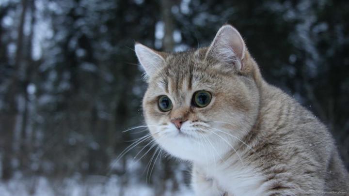 1920x1080 Cat Wallpaper (79+ images)