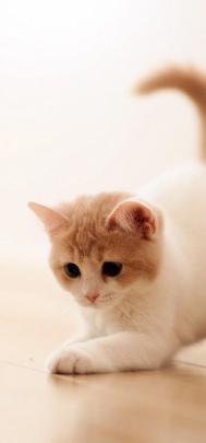 #Torode #Cat. High resolution (1920x1080) wallpaper of this image 