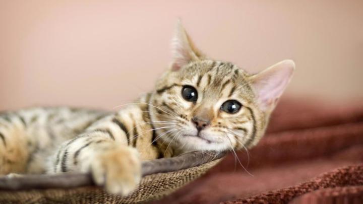 65+ HD Cat Wallpapers 1920\u00d71080