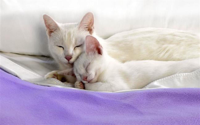 1920 Cat Photo Wallpaper (4) #12 - Wallpaper Vorschau - Tiere 