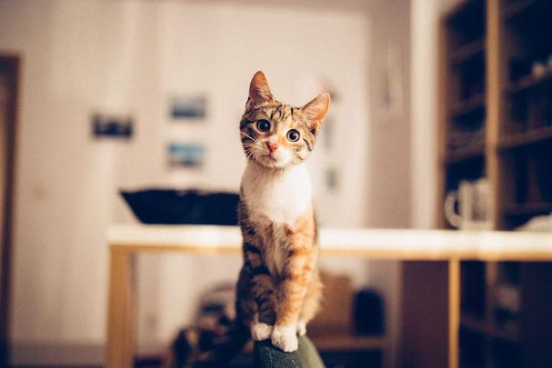 HD wallpaper: Cat, Animals, Bokeh, Cute, 1920x1080 | Wallpaper Flare