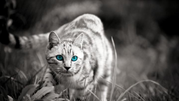 1920x1080, Cat With Sunglasses Wallpaper - Cat With Glasses Wallpaper 