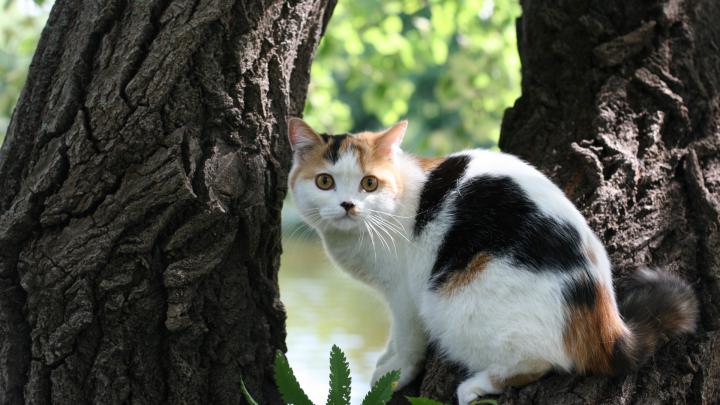 Wallpaper Cat, Tree, Bark, Lie, Danger - Wallpaper - 1920x1080 