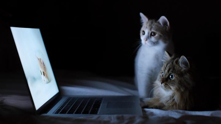 Wallpaper Cats, Couple, Laptop, Lie Down, Rest, Curiosity - Hd 