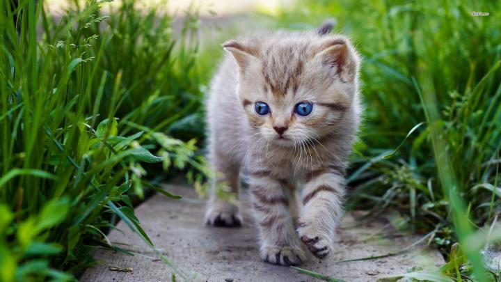 HD Cat Wallpapers 1920x1080 (69+ images)