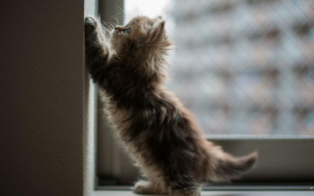 HD wallpaper: Cat, Animals, Bokeh, Cute, 1920x1080 | Wallpaper Flare