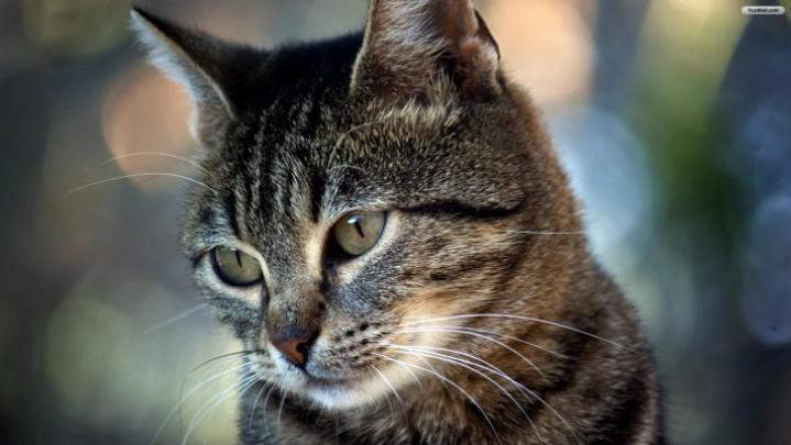 1920x1080, Cat With Sunglasses Wallpaper - Cat With Glasses Wallpaper 