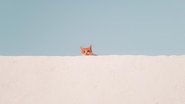 Wallpaper Cat, Wall, Peeking, Funny, Minimalism - Swift Fox - 1920x1080 