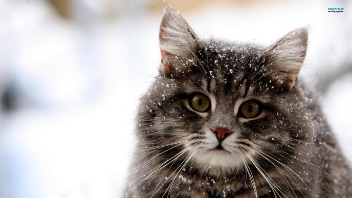 1920x1080 Cat Wallpaper (79+ images)