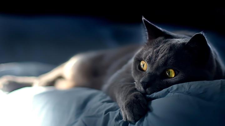 1920x1080 Cat Wallpaper (79+ images)