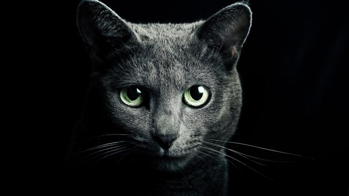 1920x1080 Cat Wallpaper (79+ images)