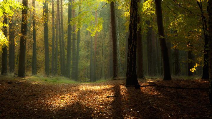 [30+] Forest Wallpaper 1920x1080 