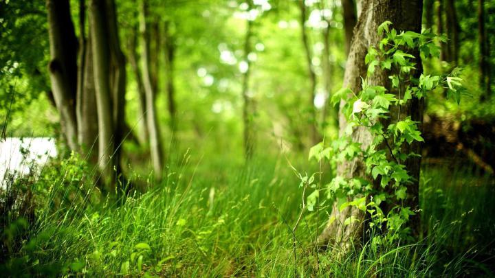 Summer Forest Wallpaper 1920x1080 - Ex Wallpaper