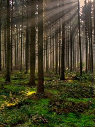 Free download Forest 30 Wallpaper 1920x1080 Forest 30 [1920x1080] for 