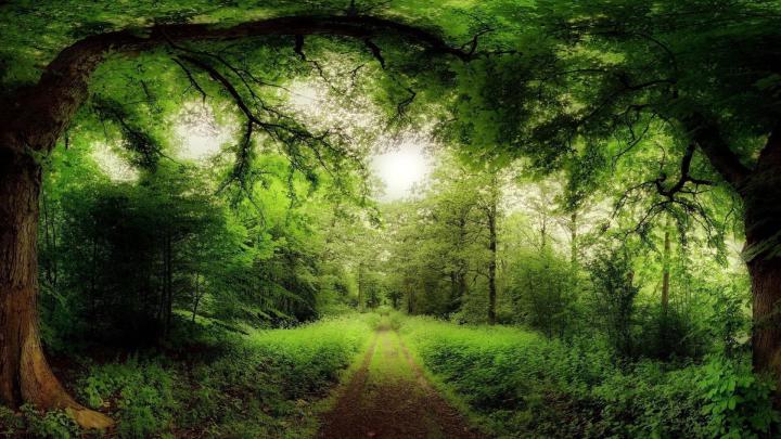 Download Magical Forest Wallpaper 1920x1080