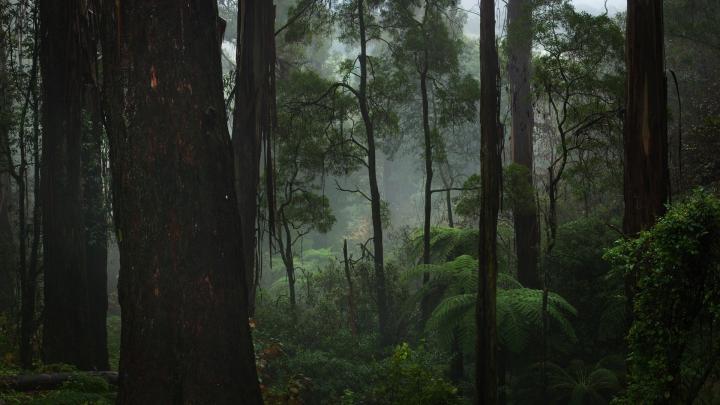 [30+] Forest Wallpaper 1920x1080 